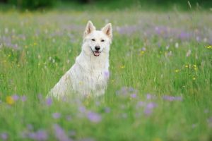 Le berger blanc suisse : beau et intelligent