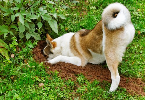 chien qui creuse la terre