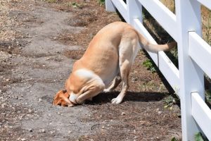 Conseils pour empêcher votre chien de creuser des trous dans le jardin