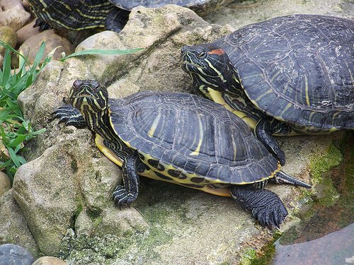 deux petites tortues aquatiques sur un rocher