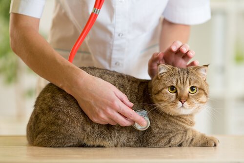 vétérinaire qui écoute le rythme cardiaque d'un chat