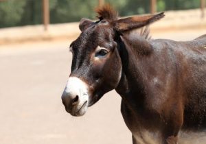 L'origines des mules : découvrez-en plus sur leur histoire
