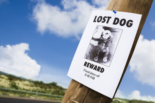 affiche avec la photo d'un chien perdu