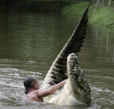 homme qui joue dans l'eau avec un crocodile