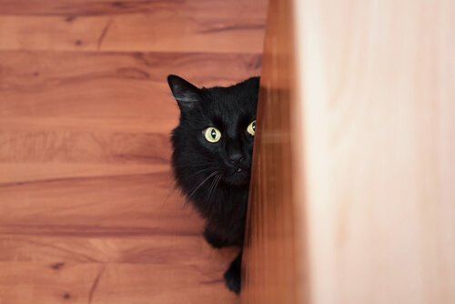 chat noir effrayé qui se cache