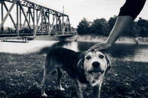Les derniers chiens de Tchernobyl