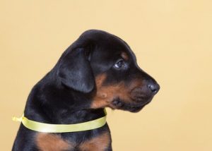 Le ruban jaune qui permet à votre chien d'avoir son espace
