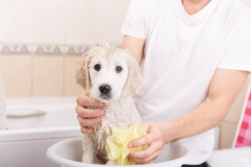 homme qui nettoie son chien dans une bassine