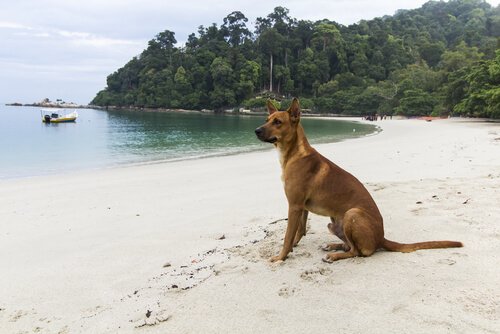 chien qui regarde la mer sur une plage