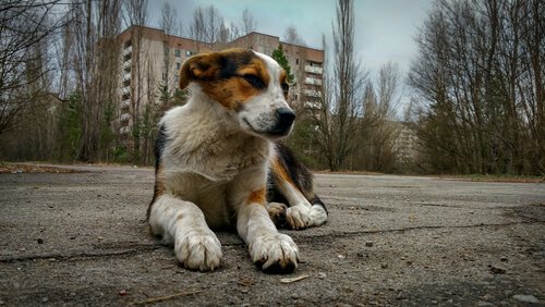 chien couché par terre à Tchernobyl