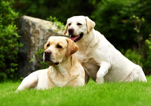 Deux labradors allongés dans l'herbe