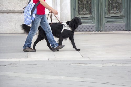 Un chien et son maître dans la rue