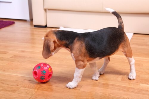 un beagle joue avec une balle