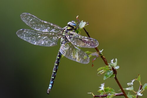 libellule aux ailes transparentes posée sur une branche