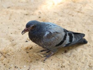 Maladies qui affectent les pigeons