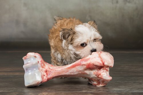 petit chien qui ronge un grand os de boeuf