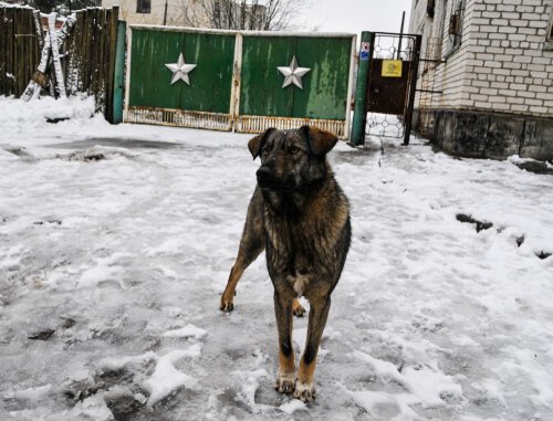 chien sur un sol neigeux à Tchernobyl