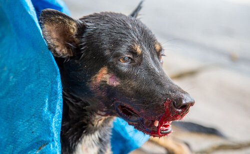 Que faire si votre chien crache du sang ?