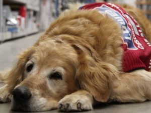 Un vétéran de guerre et sa chienne d'assistance employés par un magasin