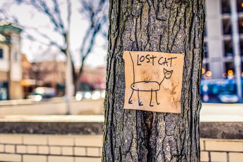 affiche de chat perdu sur un arbre