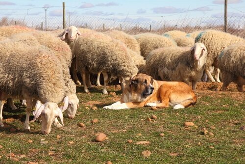 chien couché au milieu d'un troupeau de moutons