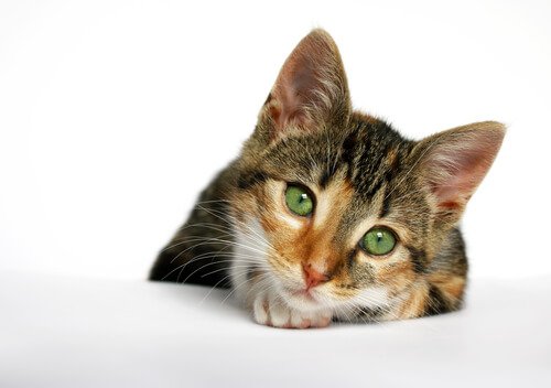 le sida félin fait partie des maladies mortelles pour les chat
