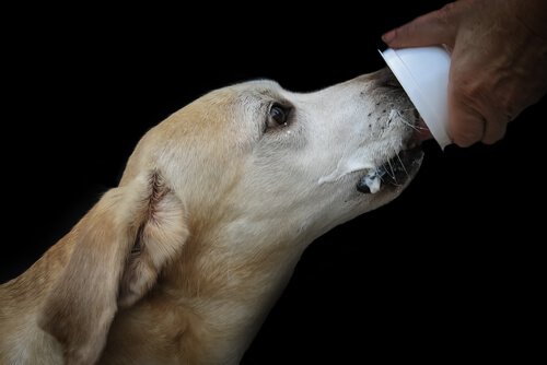 chien qui mange un yaourt
