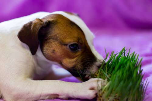 chien mangeant de l'herbe