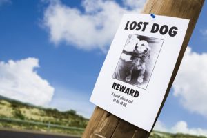 5 applications pour retrouver un chien perdu