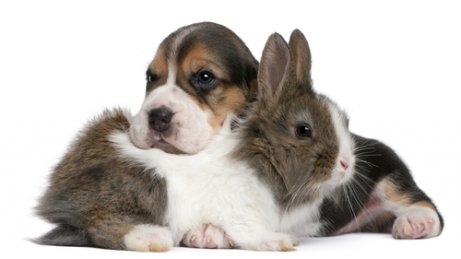 La cohabitation entre un chien et un lapin