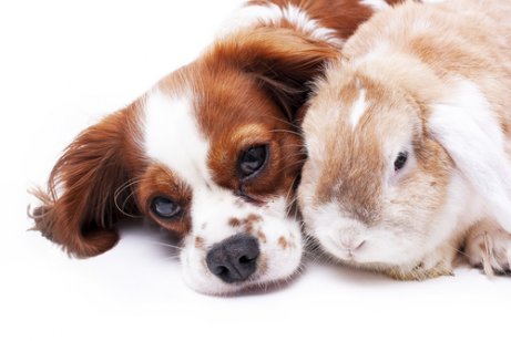 cohabitation entre un chien et un lapin