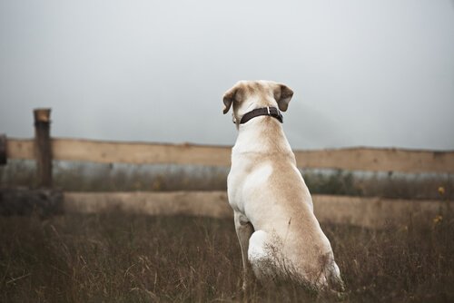 chien  qui regarde au loin