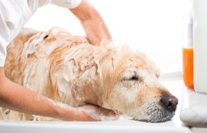 hygiène du chien et de son museau