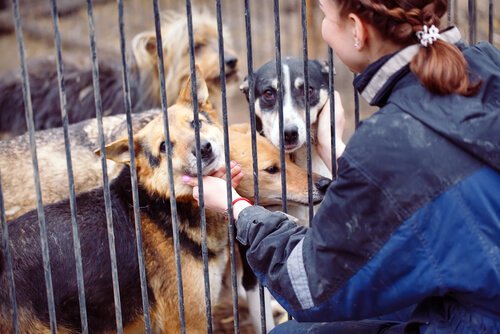 femme qui caresse les chiens d'un refuge à travers un grillage