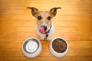comment faire manger des croquettes à son chien