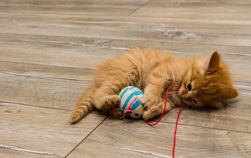 Les jouets faits maison pour chats