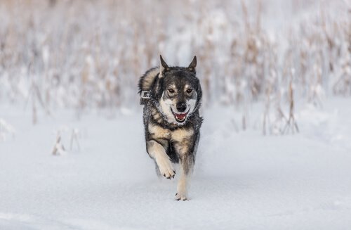 chien d'élan norvégien qui court dans la neige