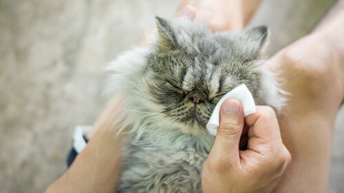 Conseils pour nettoyer les yeux de votre chat