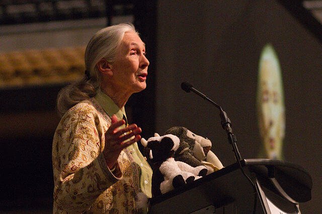 Jane Goodall qui prononce un discours sur les primates