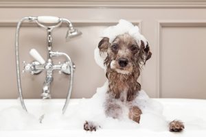 Comment laver un chien en hiver ?