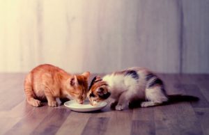 cohabitation de deux chats