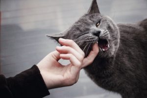 que faire si votre chat vous mord