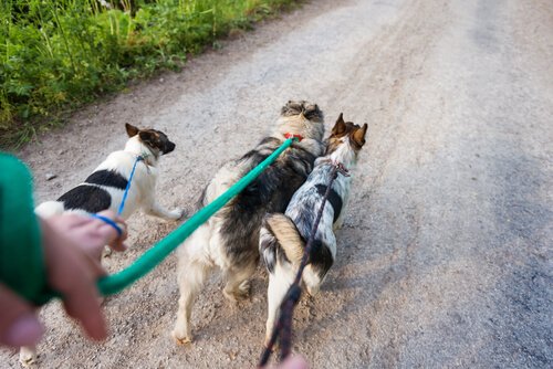 promeneur de chien qui promène trois chiens