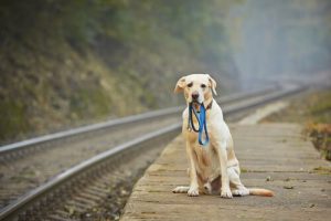 chien qui attend près d'un voie ferrée comme Hachiko