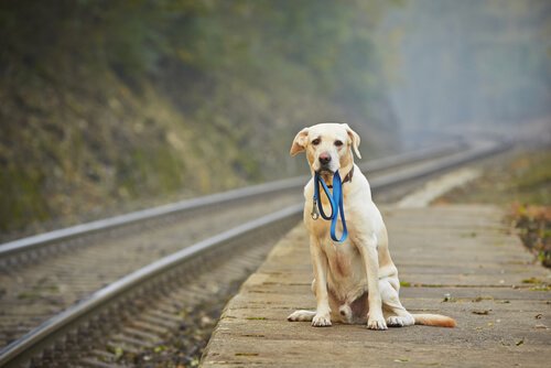 chien avec une laisse dans la gueule au bord d'un chemin de fer