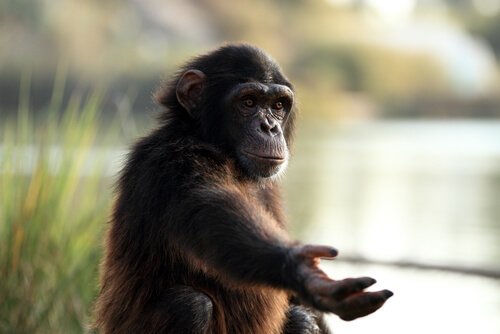 chimpanzé dans un sanctuaire de primates qui tend le bras