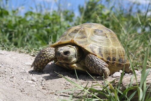 tortue russe qui se déplace sur un terrain herbeux