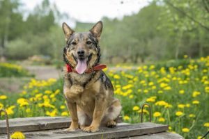 Le vallhund suédois, le chien des vikings
