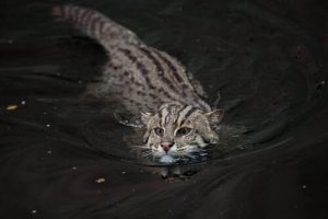Le chat pêcheur, un félin en danger d'extinction