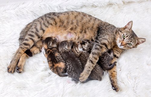 L'importance du contrôle des naissances chez les chats